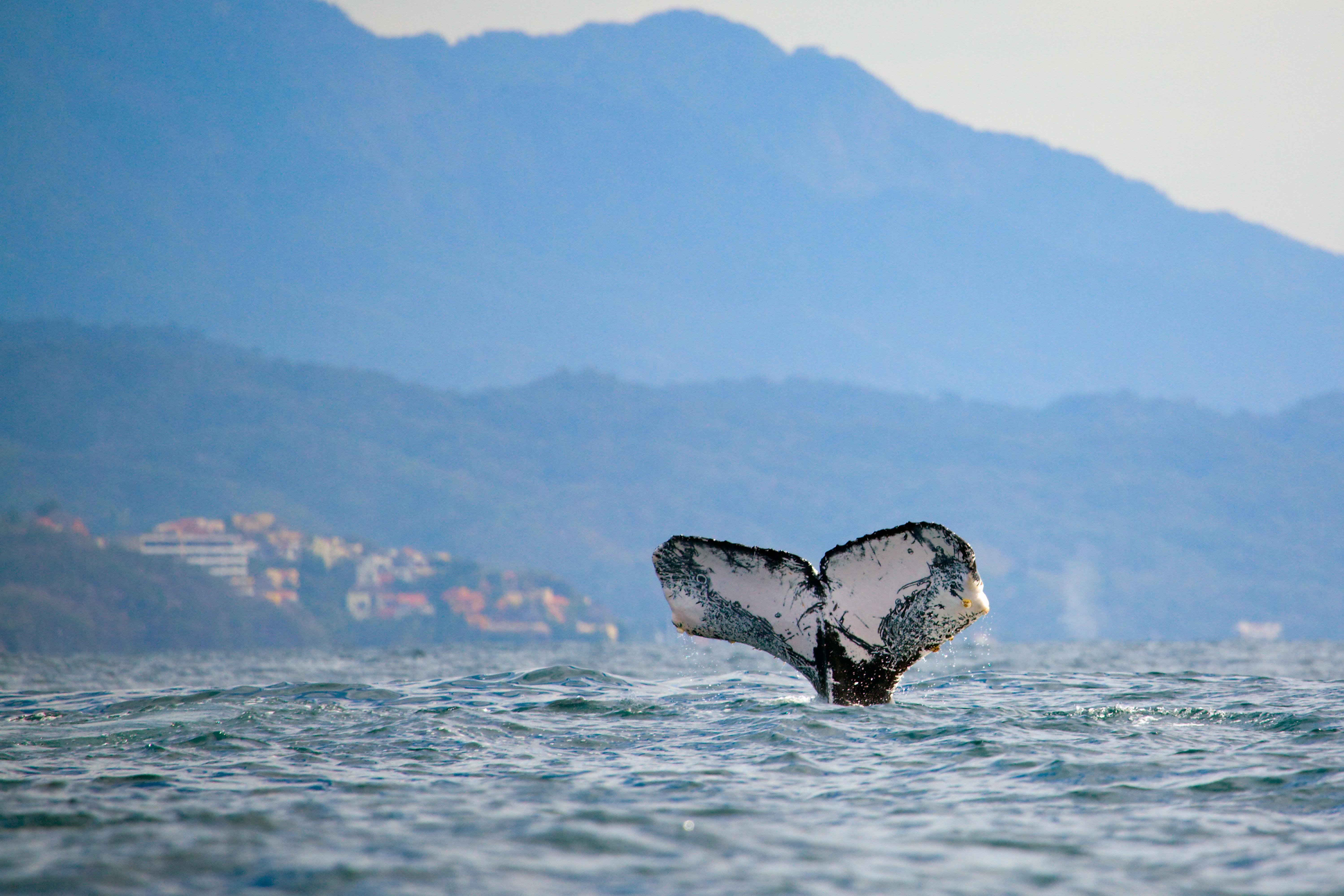 Villa Vera Puerto Vallarta Kültér fotó